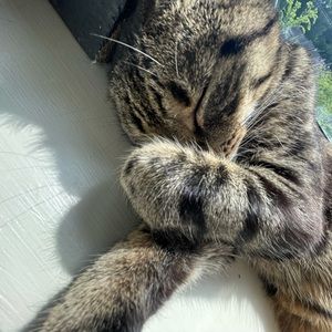 Meet your Posher, Lily